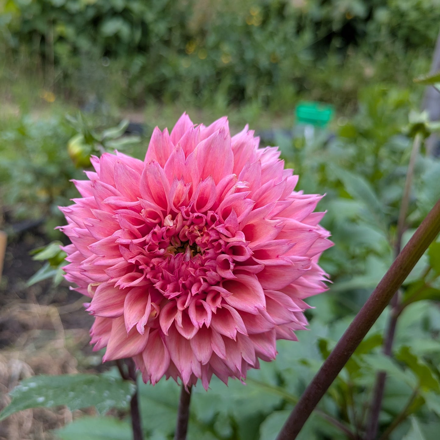 Lee's Strawberry Fizz