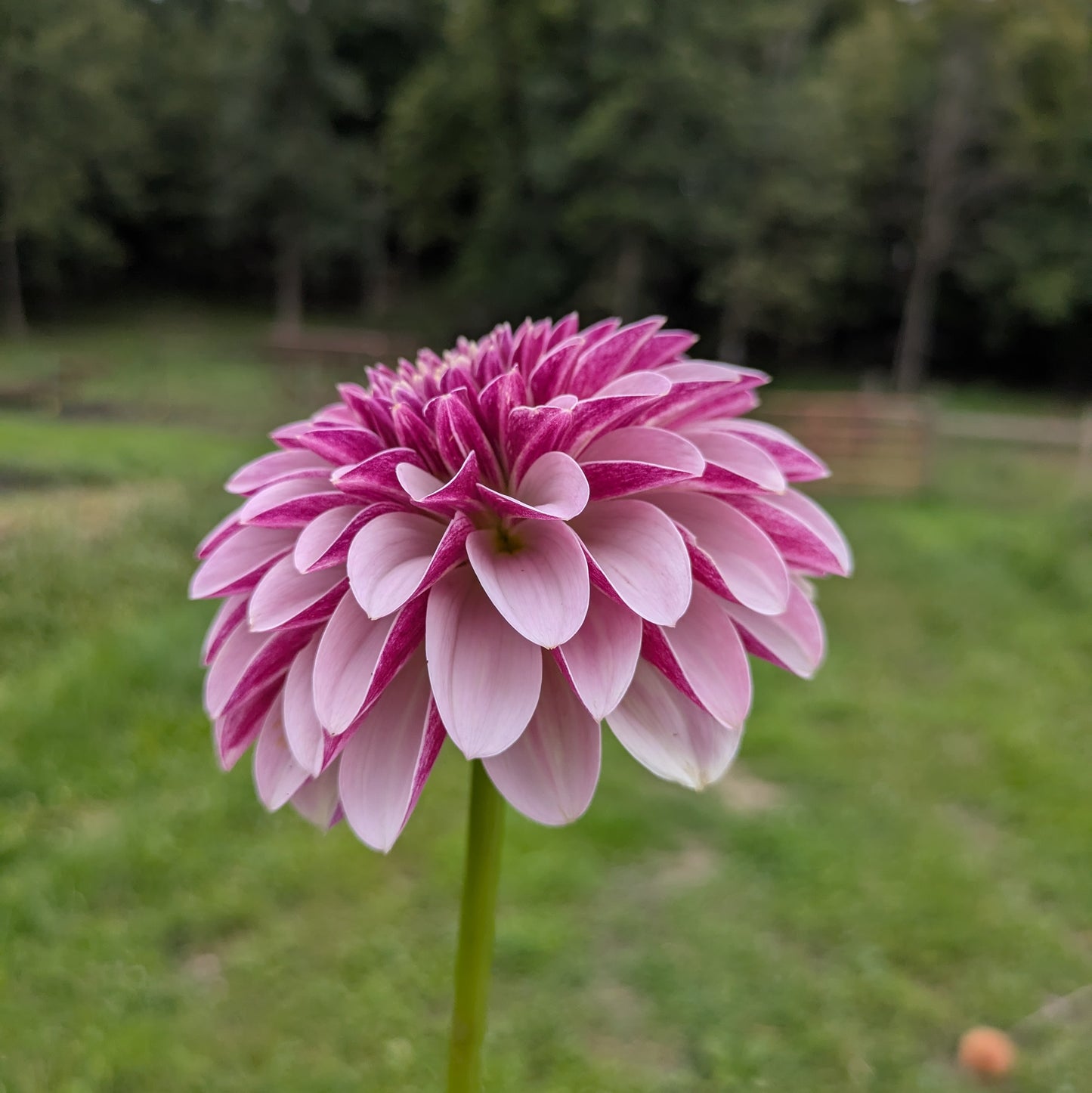 Salish Twilight Girl