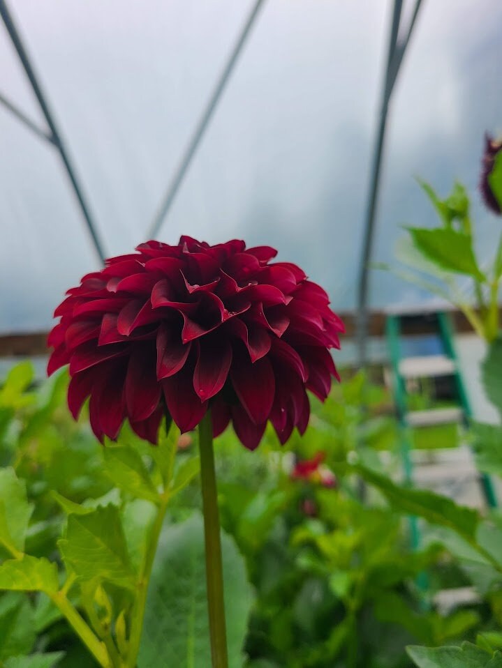 Dahlia Black Satin. Formal decorative dark burgundy flowers. Stunning!