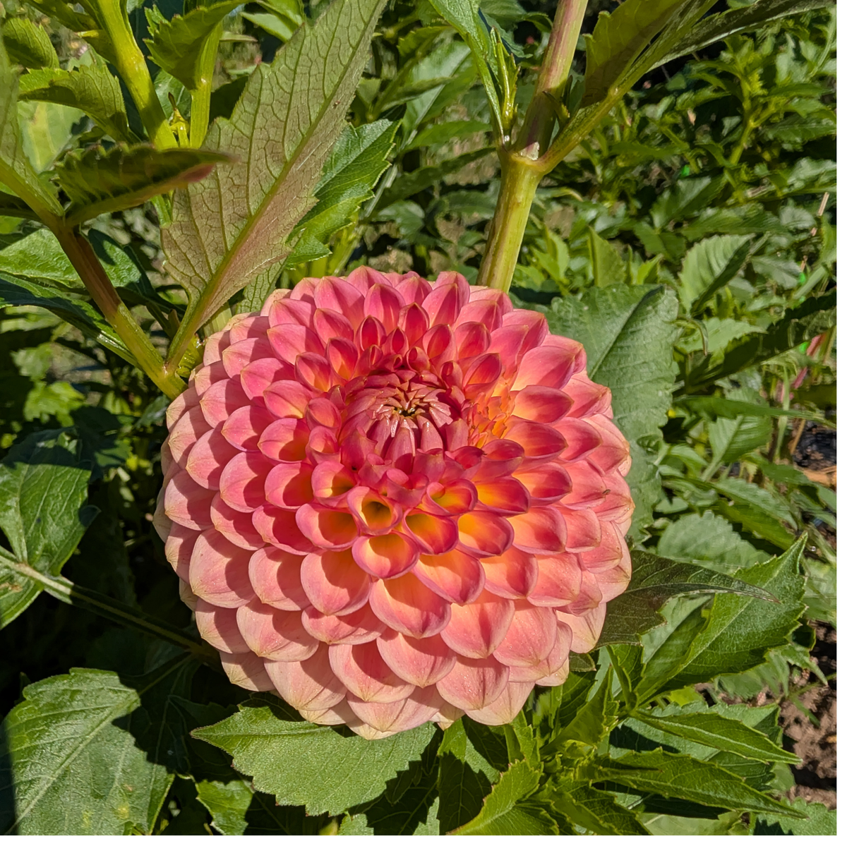 20th Ave Softer Peach