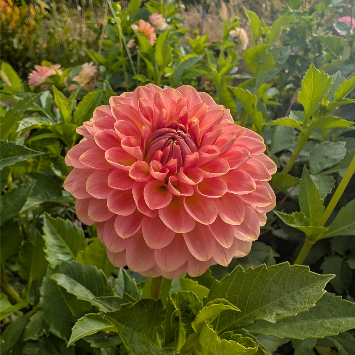 20th Ave Softer Peach