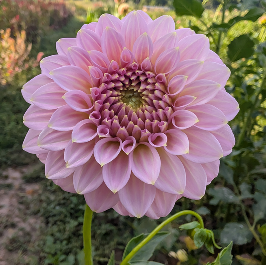 Araluen Leatrice