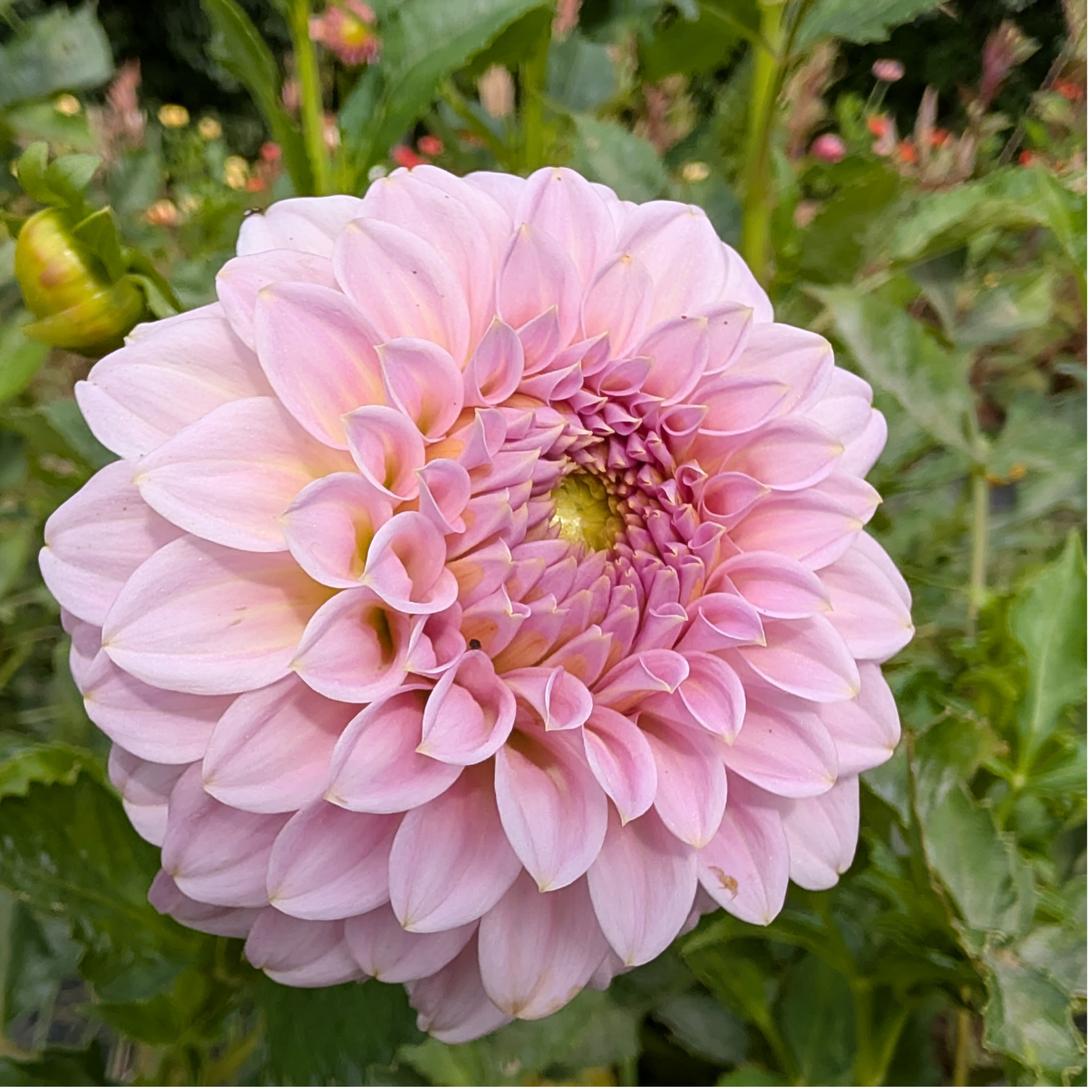 Araluen Leatrice