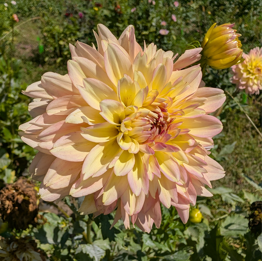 Burfoot Lotus