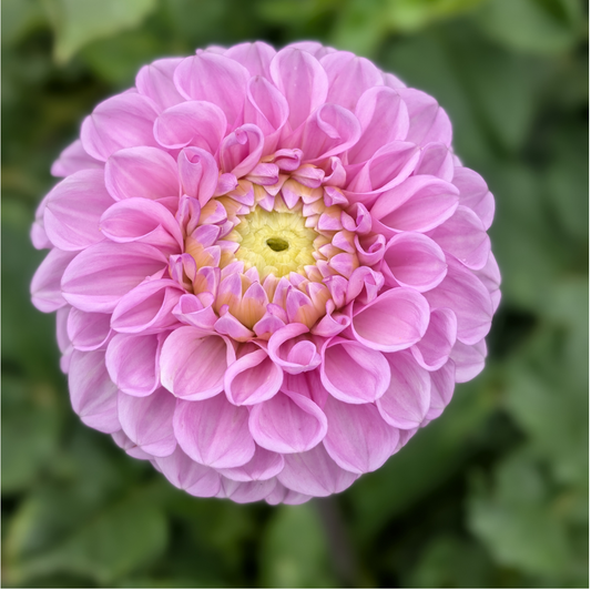 DL Shy Violet