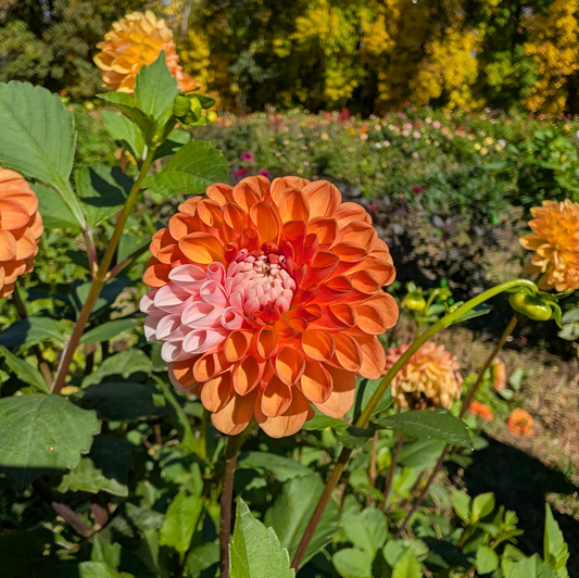 Florelie Angostura