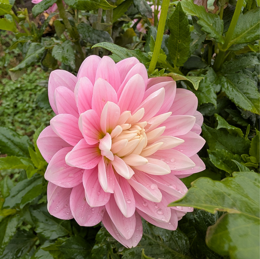 Hollyhill Pink Parfait