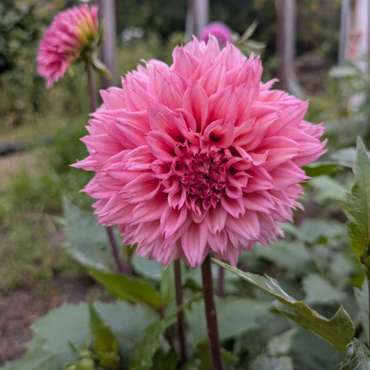 Lee's Strawberry Fizz