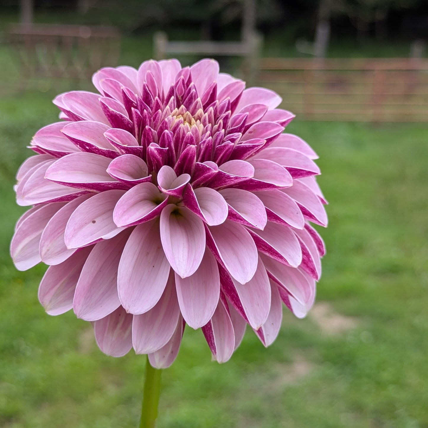 Salish Twilight Girl