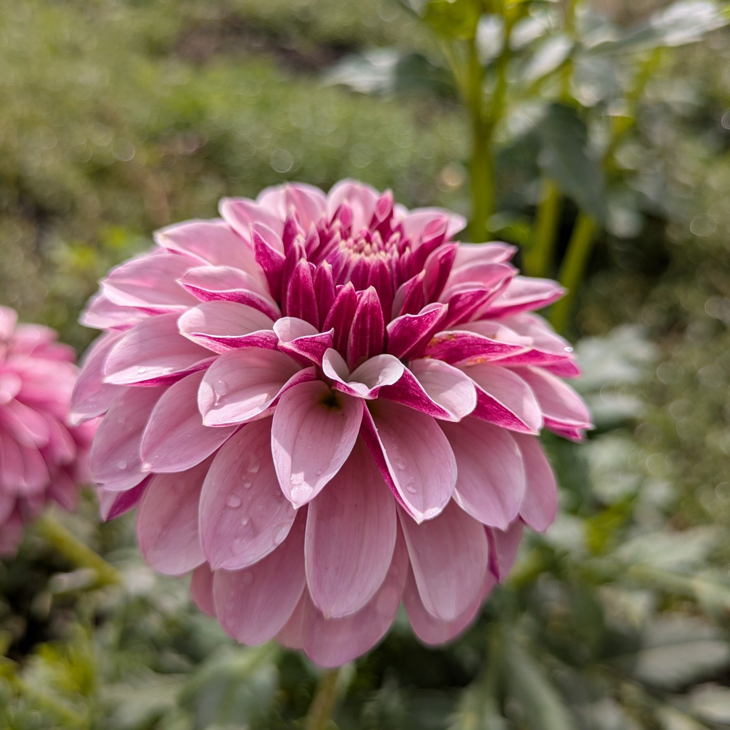 Salish Twilight Girl