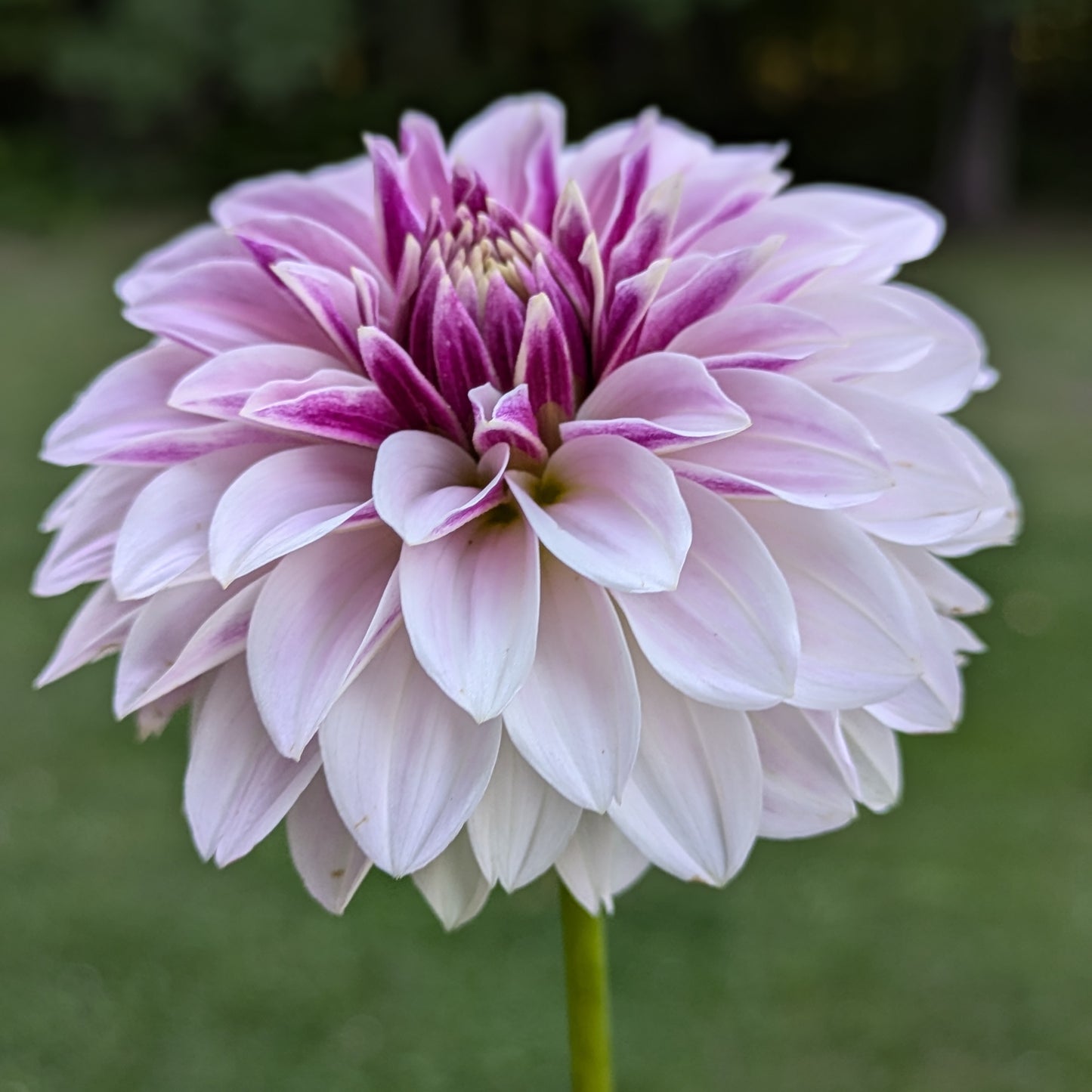 Salish Twilight Girl