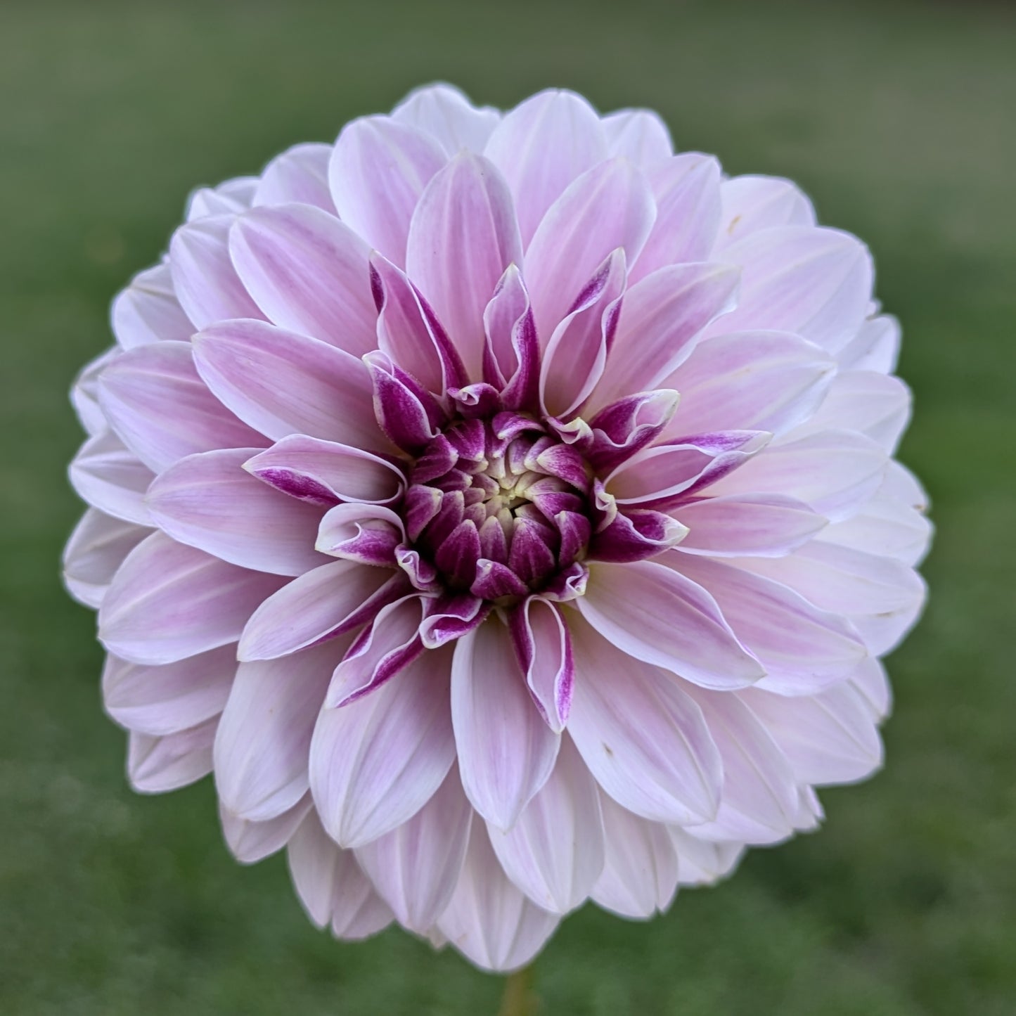 Salish Twilight Girl