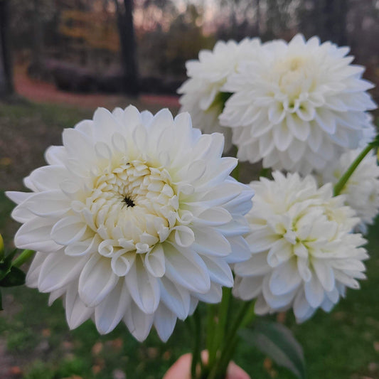 Blizzard Dahlia Tuber. Elegant white formal dahlia. Pure white 4" flowers.