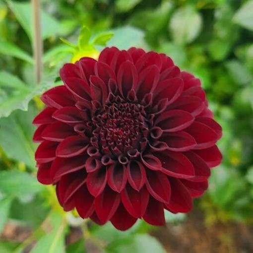 Dahlia Black Satin. Formal decorative dark burgundy flowers. Stunning!